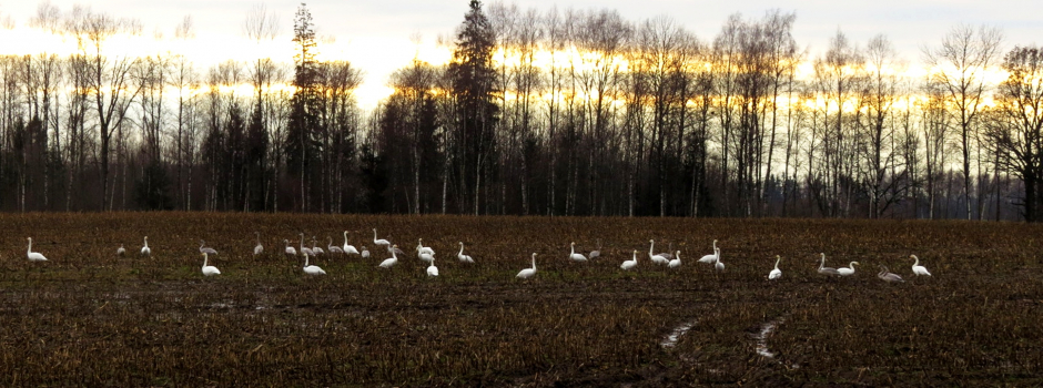 Siltā rudens noslēgums