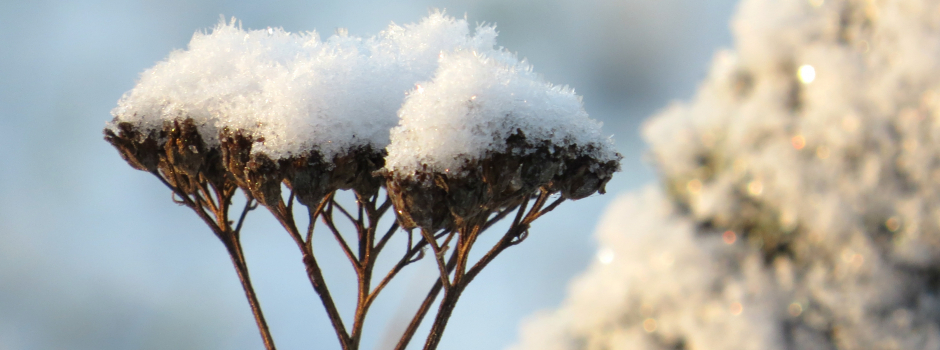 Slapjā rudens un ziemas mija