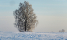 Stindzenis, dzeltenās stērstes un klijāns