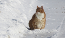 Februāra salā un sniegā.