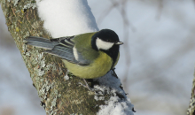 Februāra salā un sniegā.