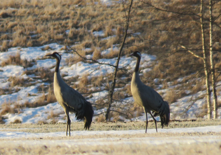 Dzērves atgriezušās!