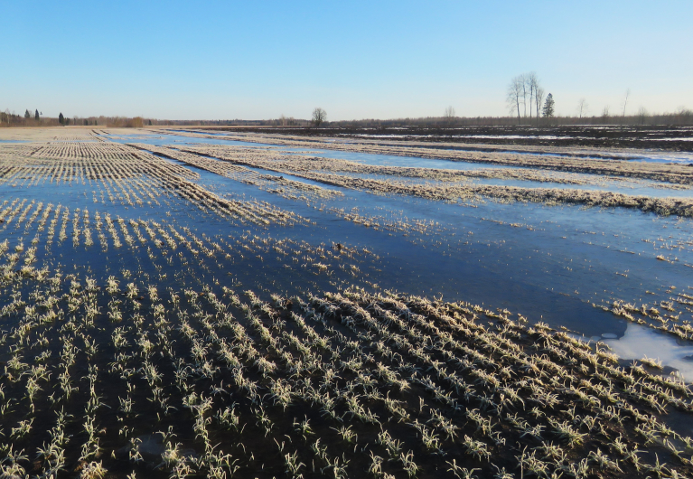 8. marts. Lauki no sniega tīri, tikai grāvji un mežmalas vēl baltas.