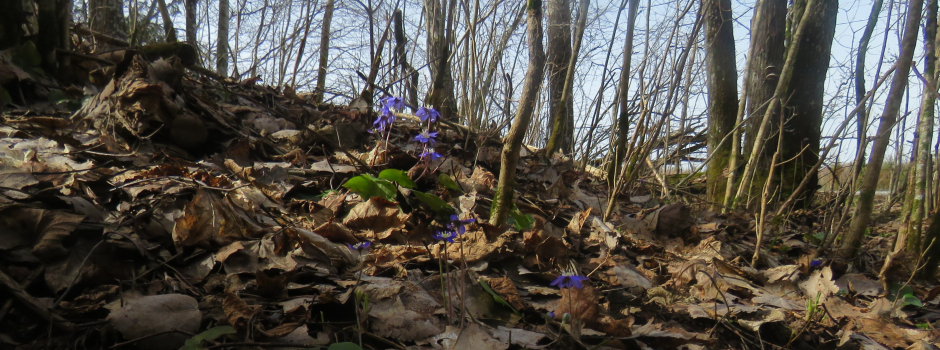 Mērens marta turpinājums