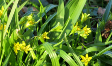 Mainīgais pavasaris