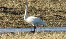 Starp mīnusiem un plusiem.