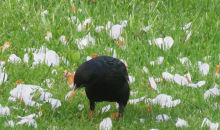 Maija pēdējā nedēļa