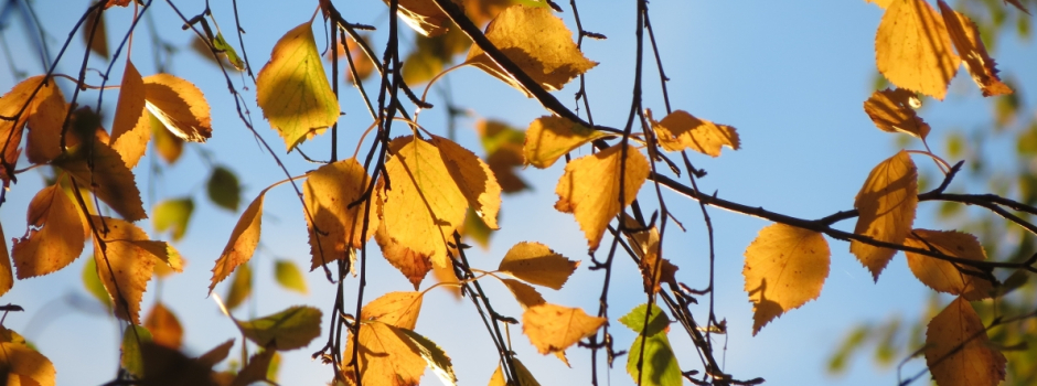 Zelta rudens