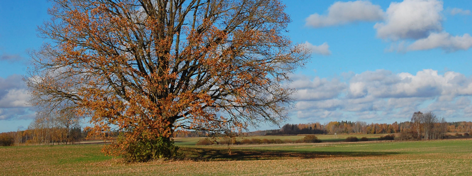 Vēl siltās rudens dienas